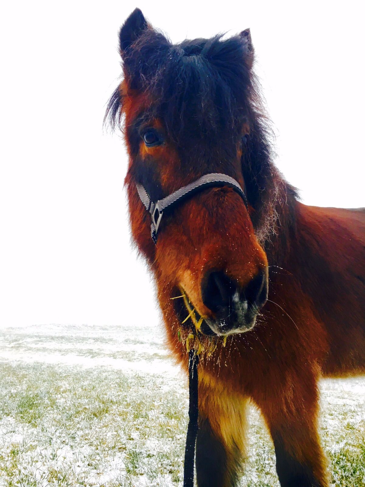 Kongr im Schnee